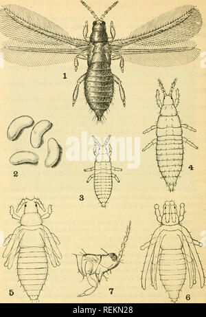 . Klasse Buch der wirtschaftlichen Entomologie, mit besonderem Bezug auf die wirtschaftliche Insekten der Norden der USA und in Kanada. Nützliche Insekten; Schädlinge; Insekten; Insekten. Ich 20 WIRTSCHAFTLICHE ENTOMOLOGIE^ y.y..^^.. Abb. 75.-^ Birne Thripse {Tceniothrips inconsequens): Ich. Erwachsener; 2 Eier; 3 und 4; 5 und 6 Larven, Nymphen oder Puppen; 7, Kopf (Seitenansicht). Alle stark vergrößert. {Nach Molton, US Bur. Enl). Bitte beachten Sie, dass diese Bilder aus gescannten Seite Bilder, die digital für die Lesbarkeit verbessert haben mögen - Färbung und Aussehen dieser Abbildungen können nicht Perfekt res extrahiert werden Stockfoto