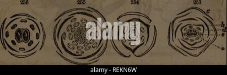 . Klasse - das Buch der Botanik: die Konturen der Struktur, Physiologie und Klassifizierung der Pflanzen: Mit einem Flora von den Vereinigten Staaten und Kanada. Botanik; Botanik; Botanik. THB FLORAL OBOAN 8. 61 393. Gewickelte Kompaktscheiben, wenn jedes Blatt 100 betrifft alle, die in sich, wie die Blütenblätter der Magnolia und vexillary, wenn ein Stück größer als die anderen über sie gefaltet ist, wie in der PEA (251). 394. Plicate oder gefaltete Aestivation tritt in Röhren- oder monopetalous Blumen, und hat viele Sorten, von denen die meisten bemerkenswert ist die supervolute, wo die überstehenden Falze alle schräg in die gleiche Richtung drehen Stockfoto