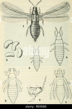 . Klasse Buch der wirtschaftlichen Entomologie, mit besonderem Bezug auf die wirtschaftliche Insekten der Norden der USA und in Kanada. Nützliche Insekten; Schädlinge; Insekten; Insekten. Ich 20 wirtschaftliche Entomologie. Ta. 75. - Birne Thripse (Tcrniolhrips inconsequens): Ich. Erwachsener; 2 Eier; 3 und 4, Larven; 5. und 6. nymphsjor pupse; 7, Kopf (Seitenansicht). Alle stark vergrößert. {Nach Molton, US Bur. Enl). Bitte beachten Sie, dass diese Bilder aus gescannten Seite Bilder, die digital für die Lesbarkeit verbessert haben mögen - Färbung und Aussehen dieser Abbildungen können nicht perfekt die Ori ähneln extrahiert werden Stockfoto
