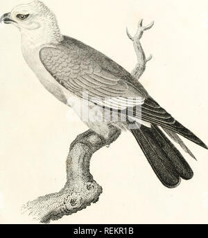 . Die Klasse Aves. Vögel. C-HamilUJn SmithEsqf dfl" Mil. PhilcuUlpkia.. IMTIE SESSEFPE, Fo MISSISSIJPMJ ¥ ffS, LmidoTLPublislud byGB. mutia/cerMn '11 (92/.. Bitte beachten Sie, dass diese Bilder sind von der gescannten Seite Bilder, die digital für die Lesbarkeit verbessert haben mögen - Färbung und Aussehen dieser Abbildungen können nicht perfekt dem Original ähneln. extrahiert. Cuvier, Georges, Baron, 1769-1832. London: Whittaker, Treacher Stockfoto