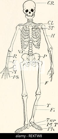 . Eine bürgerliche Biologie: in Probleme. Biologie; sanitäre Einrichtungen. L'liS die menschliche Maschine die Haut. - - Den Körper ist eine schützende Struktur bezeichnet die Haut. Auf der Außenseite mit toten Zellen bedeckt, doch es ist mit feinen Sinnesorgane, die uns die Wahrnehmung von Berührung, Geschmack, Geruch, Druck und Temperatur. Es hilft auch, wenn sie Abfälle aus^ des Körpers durch die Schweißdrüsen und spielt eine wichtige Rolle im Ausgleich der Temperatur des Körpers. Knochen und Muskeln. - Die Karosserie ist um einen Rahmen der Knochen gebaut. Diese gebeine, die zusammen durch schwierige Bänder gebunden sind, Stockfoto