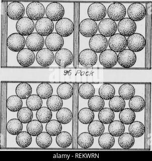 . Unter irragation Cirtus Früchte. Zitrusfrüchte, Obst - Kultur. 288 Pack. /SO Pack. Bitte beachten Sie, dass diese Bilder sind von der gescannten Seite Bilder, die digital für die Lesbarkeit verbessert haben mögen - Färbung und Aussehen dieser Abbildungen können nicht perfekt dem Original ähneln. extrahiert. Scranton: Internationale Lehrbuch Co. Stockfoto