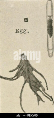 . Civic Biologie; Lehrbuch der Probleme, lokaler und nationaler Ebene, die nur durch die bürgerliche coöperation gelöst werden können. Biologie. (. • Ai; j; Ein (; k mTTKHri. :&Gt; ich Puppe. Larve. Parasiten. Ort einige liiivu" in einem cyaiiidr IxiUlc. Studie und zeichnen Sie ein specinuMi. Kann yon Lind llic sechs. singk - Augen {^ Ocelli) auf der Seite des llic licadV Hinweis Die kleine Fühler (fnifnivrr) und tlie starke Zähne (nn (n/<!<). Wie viele [) lüftet Der joini. d Le<'" s hat die tliurax? Wie viele niiserinente< l Icos (p, - nlri/s) auf der alKh) nieii? Hinweis Die inind) Äh der Segmente auf llic al) donien, und suchen Sie, wenn possihlc, alle spir Stockfoto
