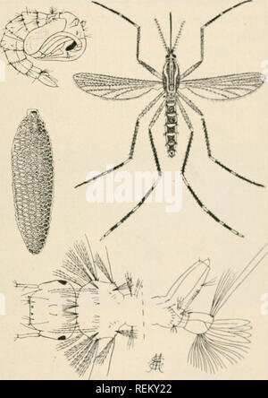 . Civic Biologie; Lehrbuch der Probleme, lokaler und nationaler Ebene, die nur durch die bürgerliche coöperation gelöst werden können. Biologie. "MUSQL ITOKS IJ. l Kanal lias Boi 'II' [iiiadt xjssihlc iiiaiiilv llirnip^ li iln-coiiirol von Malaria und Gelb - tVvt'r niosj, / (, / ich y, Acih's (Jie' dez), di ('i (/r.i {-{nn-Vvw uns cliictly. riinc ein-Vm-Arten eines //" 7>/<-r/t (listiil) ul (" (l I h Roll" "Lion ich die fountrv, und es ist wichtig, sich daran zu erinnern, dass Es throuo' diese Mücken ist h nur, dass Malaria t "e-{'V verteilt ist. 'Ich' seine Krankheit ist nicht so fatal wie einige andere, die Hütte ist wichtig er-idely eaiise so d Stockfoto