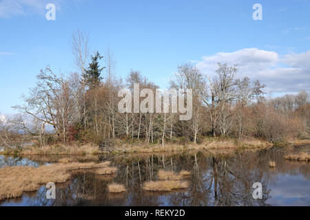 Nisqually National Wildlife Refuge, Dezember 2018 Stockfoto