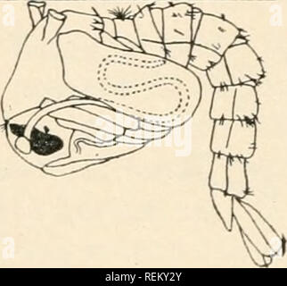 . Civic Biologie; Lehrbuch der Probleme, lokaler und nationaler Ebene, die nur durch die bürgerliche coöperation gelöst werden können. Biologie. Erwachsene. Bitte beachten Sie, dass diese Bilder sind von der gescannten Seite Bilder, die digital für die Lesbarkeit verbessert haben mögen - Färbung und Aussehen dieser Abbildungen können nicht perfekt dem Original ähneln. extrahiert. Hodge, Clifton Fremont, 1859 -; Dawson, Jean, 1873 -. Boston, Ginn Stockfoto