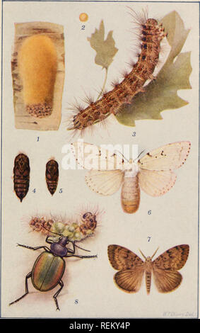 . Civic Biologie; Lehrbuch der Probleme, lokaler und nationaler Ebene, die nur durch die bürgerliche coöperation gelöst werden können. Biologie. PLA'JK II. I. IFi: lllS 'J' UKY">1<' IHK GVi'S V. MmIH 1, ei^c: clustor: 2, siiiule e<;;;;;;;; ich (enlar". aMl; U) ont vier (liainetei" s) :: J. catcriollar: 4. und 5. Weibliche ami männliche Puppe^; (ami 7. weiblichen und männlichen Motten: S. im-portiert lion Käfer devourinir ein bieten]) illar. (Alle exeept 2 alxtut natürliche Größe.). Bitte beachten Sie, dass diese Bilder aus gescannten Seite Bilder, die digital für die Lesbarkeit verbessert haben mögen - Färbung und Aussehen Dieser Lllustrat extrahiert werden Stockfoto