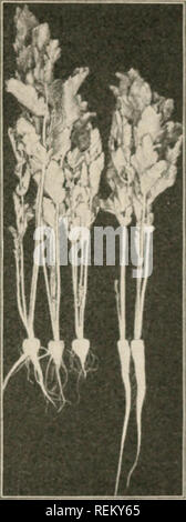 . Civic Biologie; Lehrbuch der Probleme, lokaler und nationaler Ebene, die nur durch die bürgerliche coöperation gelöst werden können. Biologie. Ich "Lo.OL. Cjfrowih und (Pi) ur-tunity Ein ("F H Cari ' ots. tliimiefl zu 4 auf den Fuß, whieh w eijihe< l 11 Pfund, und das kleinste oO verdienen" Ts, nnthinne< l Eine &Lt;l steht 2."), der an die Foot, ionnils wiiich wog 1.7]. Fiu. 0 -. Pastinaken. show-ing durch ein harter Punkt in der Datei Zeile Experimentieren mit verschiedenen Konsistenz des Bodens: Tren" 2) und die dünne jdants auf verschiedene Entfernungen (Abb. 51). Test Samen aller Art vor der Pflanzung im Garten oder statt. l Blow-off ing. Stockfoto