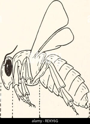 . Eine bürgerliche Biologie: in Probleme. Biologie; sanitäre Einrichtungen. Zusammenhänge von Pflanzen und Tieren 29 Auf allen hellen warmen Tag im Herbst werden wir Insekten überall in einer Baulücke oder die weniger kultivierte Teile einer Stadt park Schwärmen finden. Heuschrecken, Schmetterlinge jetzt und dann aussteigen auf die Blumen, hell markierten Hornissen, Bienen fleißig arbeiten über die lila Astern oder goldene Stange, und viele andere Formen entfernt auf der Blätter ausgeblendet oder Stängel von Pflanzen kann gesehen werden. Wenn wir zur Beobachtung einige zum Teil verfallenen Baum zu wählen, würden wir finden es auch bewohnt. Käfer gefunden, langweilige t werden Stockfoto