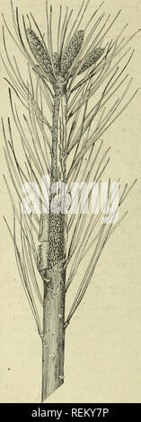 . Rundschreiben. Insekten. Eier in Löcher in der Rinde des Schießen von Wachstum des Vorjahres, wobei ein oder zwei Eier in einer Grube oder einem Hohlraum im Inneren Rinde von der Schnabel der Mutter Käfer gemacht. In von sechs bis zehn Tagen beginnen die Eier in kleine weiße Maden (Larven), die auf den ersten in der Regel in großen Zahlen Fütterung auf die innere Rinde und Kambium gefunden werden (siehe Bild zu schlüpfen. 2). Sie arbeiten in der Regel nach unten und manchmal ihre Arbeit in die Rinde der 2-jährige Stamm und Basis der Zweige verlängern. Durch die Zeit, die die Larve? Ihre Entwicklung (Abb. abgeschlossen. 1, b) Sie werden im Nu reduziert Stockfoto