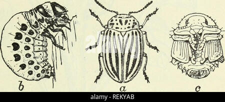 . Rundschreiben. Insekten. Wenn die Vereinigen Staaten Giyernmer.: Rundschreiben Nr. 87. Juni 3, 1907. Landwirtschaftsministerium der Vereinigten Staaten, BÜRO DER ENTOMOLOGIE, L. O. HOWARD, Entomologe und Chef des Präsidiums. Die KARTOFFELKÄFER. {Leptinotarsa decemlineata Sagen. a) Von F. H. Chittenden, Entomologe verantwortlich für Zucht Experimente. Es gibt nur wenige mehr Insekten an den Landwirt und andere, die eine ländliche Leben als ist die Kartoffelkäfer, oder "Kartoffel bug", wie es ist allgemein bekannt, und doch kaum mehr als vor 40 Jahren die Kartoffel Ernte der Vereinigten Staaten hatte n führen. Stockfoto