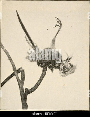 . Civic Biologie; Lehrbuch der Probleme, lokaler und nationaler Ebene, die nur durch die bürgerliche coöperation gelöst werden können. Biologie. 50 CI'IC BIOLOGIE Familie Ampelidce (ampelus", ein Weinstock") - waxwings. Die Zeder Wachs-wing, BombyciUa cedrorum, auch bekannt als die Kirsche Vogel, ist für die Vernichtung von cankerworms in onr Obstgärten festgestellt. Familie Laniid< s. (Lanius, "Butcher") - WÜRGER. 'J' er Loggerhead shrike, Lanius In-dovicidnus, frequentiert hedge-Zeilen und Grenzen der Felder, wo sie ernährt sich von Insekten, Mäuse und kleine Vögel. In den Städten wird es gesagt, einen Nutzen bei der Zerstörung Englisch Spa zu sein Stockfoto