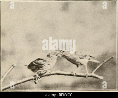 . Civic Biologie; Lehrbuch der Probleme, lokaler und nationaler Ebene, die nur durch die bürgerliche coÃ¶ Erklärung gelöst werden können. Biologie. Die Methoden der lUKD STri) leicht gezähmt und kann auf Honig und w Asser, lialf und lialf gefüttert werden, mit phnt Hce und Spinnen. Alle sollte ich 'amiliiir uiih, das: ^^ilÂ" [) l) l) l¢ ^^â Krank â^1 nfrdstonnts von/Eru. C/Xiiihthawkâ cliuihiiduns ionlci" Rs. C'liiinney Chalura swiftâ Ju/dtfira. l{u1>v-tliroat (Ml liinnmiim rchHoclnis cdluhriK birdââ" ein. Um Passeres (^ Passant, "ein Spatz") sitzenden Vögeln. In diesem laro-est Ordnung, die als nioru ludt "Tht-sp enthält Stockfoto