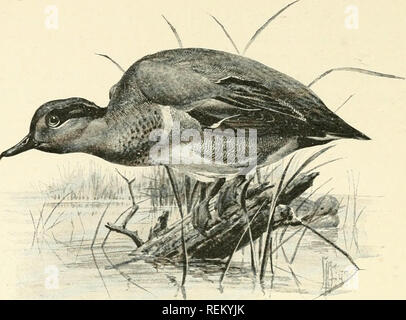 . Bürger Vogel: Szenen aus der Vogelwelt in einfachem Englisch für Anfänger. Vögel. 404 BÜRGER VOGEL. Green-winged Teal. gegen Mitternacht, und die Winter vor allem in den südlichen Staaten oder darüber hinaus. Das Fleisch ist lecker, und dieser Teal ist so klein, dass es teilen können und wie eine Feder Huhn gebraten werden. Der Blue-winged Teal Länge 15 oder 16 Zoll - ein wenig mehr als das Green-winged Teal, aber nicht viel. jIale: Kopf dunkler Farbe mit einem sehr großen weißen Balken auf jeder Seite vor das Auge. Körper viel Bunte mit Schwarz, Braun und Grau. Die meisten von der Außenseite des Kotflügels sky-l) Lue, nicht hell, aber wie der Himmel l Stockfoto