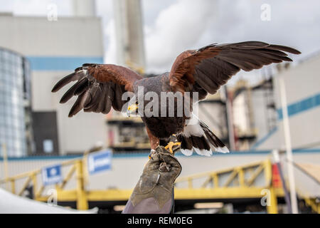 Die Niederlande, Rotterdam, Port, Hafen. AVR, ist spezialisiert auf die Verarbeitung von Restmüll. Falconer mit Harris Hawk (Parabuteo unicinctus) uns Stockfoto