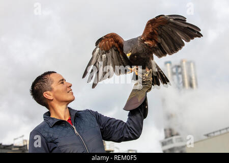 Die Niederlande, Rotterdam, Port, Hafen. AVR, ist spezialisiert auf die Verarbeitung von Restmüll. Falconer mit Harris Hawk (Parabuteo unicinctus) uns Stockfoto