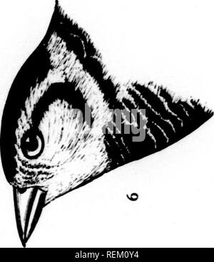 . Eine Geschichte der nordamerikanische Vögel [microform]: Land der Vögel. Vögel - Nordamerika; Ornithologie - Nordamerika; Oiseaux - In du Nord; Ornithologie - In du Nord. 4 m" 8. S o3o • 3a^-ID ^I^E. Bitte beachten Sie, dass diese Bilder sind von der gescannten Seite Bilder, die digital für die Lesbarkeit verbessert haben mögen - Färbung und Aussehen dieser Abbildungen können nicht perfekt dem Original ähneln. extrahiert. Baird, Spencer F., 1823-1887; Brauer, T.M. (Thomas Mayo), 1814-1880; Ridgway, Robert, 1850-1929. Boston: Little, Brown Stockfoto