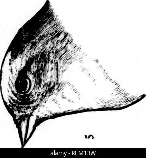 . Eine Geschichte der nordamerikanische Vögel [microform]: Land der Vögel. Vögel - Nordamerika; Ornithologie - Nordamerika; Oiseaux - In du Nord; Ornithologie - In du Nord. . Bitte beachten Sie, dass diese Bilder sind von der gescannten Seite Bilder, die digital für die Lesbarkeit verbessert haben mögen - Färbung und Aussehen dieser Abbildungen können nicht perfekt dem Original ähneln. extrahiert. Baird, Spencer F., 1823-1887; Brauer, T.M. (Thomas Mayo), 1814-1880; Ridgway, Robert, 1850-1929. Boston: Little, Brown Stockfoto