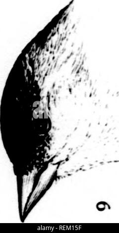 . Eine Geschichte der nordamerikanische Vögel [microform]: Land der Vögel. Vögel - Nordamerika; Ornithologie - Nordamerika; Oiseaux - In du Nord; Ornithologie - In du Nord. . Bitte beachten Sie, dass diese Bilder sind von der gescannten Seite Bilder, die digital für die Lesbarkeit verbessert haben mögen - Färbung und Aussehen dieser Abbildungen können nicht perfekt dem Original ähneln. extrahiert. Baird, Spencer F., 1823-1887; Brauer, T.M. (Thomas Mayo), 1814-1880; Ridgway, Robert, 1850-1929. Boston: Little, Brown Stockfoto