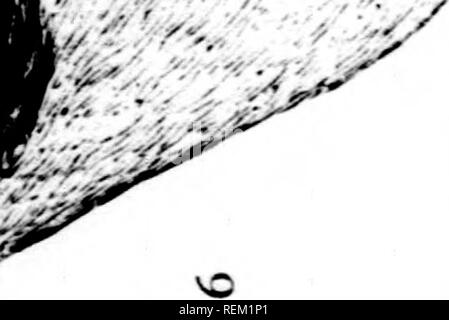 . Eine Geschichte der nordamerikanische Vögel [microform]: Land der Vögel. Vögel - Nordamerika; Ornithologie - Nordamerika; Oiseaux - In du Nord; Ornithologie - In du Nord. "/. |:;';^^ v, vi^-.,,.. ".^1. Bitte beachten Sie, dass diese Bilder sind von der gescannten Seite Bilder, die digital für die Lesbarkeit verbessert haben mögen - Färbung und Aussehen dieser Abbildungen können nicht perfekt dem Original ähneln. extrahiert. Baird, Spencer F., 1823-1887; Brauer, T.M. (Thomas Mayo), 1814-1880; Ridgway, Robert, 1850-1929. Boston: Little, Brown Stockfoto
