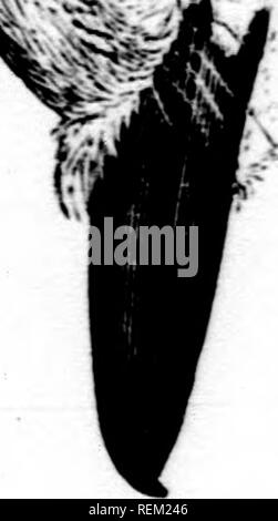 . Eine Geschichte der nordamerikanische Vögel [microform]: Land der Vögel. Vögel - Nordamerika; Ornithologie - North American; Oiseaux - In du Nord; Ornithologie - In du Nord. fifW w., fv'',;. /^. Bitte beachten Sie, dass diese Bilder sind von der gescannten Seite Bilder, die digital für die Lesbarkeit verbessert haben mögen - Färbung und Aussehen dieser Abbildungen können nicht perfekt dem Original ähneln. extrahiert. Baird, Spencer F., 1823-1887; Brauer, T.M. (Thomas Mayo), 1814-1880; Ridgway, Robert, 1850-1929. Boston: Little, Brown Stockfoto