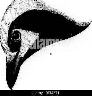 . Eine Geschichte der nordamerikanische Vögel [microform]: Land der Vögel. Vögel - Nordamerika; Ornithologie - North American; Oiseaux - In du Nord; Ornithologie - In du Nord. . Bitte beachten Sie, dass diese Bilder sind von der gescannten Seite Bilder, die digital für die Lesbarkeit verbessert haben mögen - Färbung und Aussehen dieser Abbildungen können nicht perfekt dem Original ähneln. extrahiert. Baird, Spencer F., 1823-1887; Brauer, T.M. (Thomas Mayo), 1814-1880; Ridgway, Robert, 1850-1929. Boston: Little, Brown Stockfoto