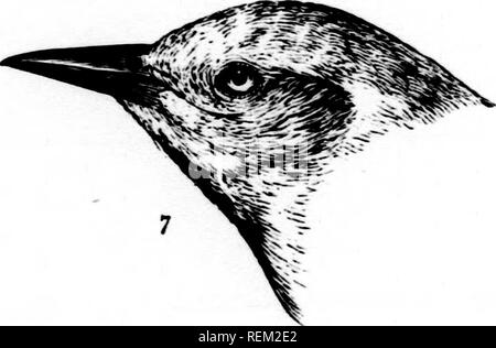 . Eine Geschichte der nordamerikanische Vögel [microform]: Land der Vögel. Vögel - Nordamerika; Ornithologie - North American; Oiseaux - In du Nord; Ornithologie - In du Nord. 1. Sturnella neglecta. ff Nevada, 53592. 2. "Nia&gt;;;;;;;; na. cf-Pa.. 1303. 3. Ikterus buUockL d" Ft. Britljjer, 11282. 4. Ikterus spurius. cf-La., 4296. 5. • • • • Cf juv.. Pa., 1437. 6. ""? Ich'a., 150. O,-, bullockii. V Cal., 3900. Bitte beachten Sie, dass diese Bilder aus gescannten Seite Bilder, die digital für die Lesbarkeit verbessert haben mögen - Färbung und Aussehen dieser Illustra extrahiert werden Stockfoto