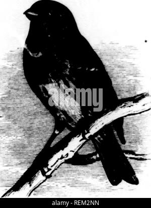 . Eine Geschichte der nordamerikanische Vögel [microform]: Land der Vögel. Vögel - Nordamerika; Ornithologie - Nordamerika; Oiseaux - In du Nord; Ornithologie - In du Nord. Fi: iN &Lt;nLLII) J': - THK FIXCHl' X 4 (; Ich. Carpoffnrus frontnlis. weniger sliaT]' ly "l" taip" (l, aiul tlic wiii ^f-arc ieatluTs lnnadly edncd mit Li^ dit Erde - bniwii. Kranke autiiiiin ami Winter, wie in allen tlic otlitT Specie, die Stange Tönungen Kunst; weicher und lanrt'}" Inj&gt; lisli tlian in sprinL; und snininer. IIahiis. C''s assin Purplf Fincli ist die größte der Amerikanischen hirds dieser Gattung, und ist nicht nur eunspiciiuusly Stockfoto