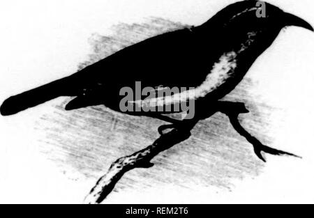 . Eine Geschichte der nordamerikanische Vögel [microform]: Land der Vögel. Vögel - Nordamerika; Ornithologie - Nordamerika; Oiseaux - AmÃ©rique du Nord; Ornithologie - AmÃ©rique du Nord. 42 G N'oirrn amkkican imiids.. Cirtliioln flavtola. Gut, 1111 (1 Nil tlu* niitÂ"'r rcilucrd t; ich schmale ImhiIc r. (Ruhnti aus ('&lt;/. uiiU'l, iit'iir tlie cuast fjisti" in der N'lU'alaii, cxliiltit. s tlu - an ('li am liasc (| iiills; vliilc tliis verschwindet in tlie tlic Arten der Kleinen Antillen und östlichen S (Â"Utli Amerika, nr ist nur laintly liacealde. Aiiaiii, im s}&gt; Arten ot" die Kleinen Antillen, wi Stockfoto