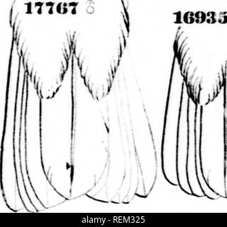 . Eine Geschichte der nordamerikanische Vögel [microform]: Land der Vögel. Vögel - Nordamerika; Ornithologie - North American; Oiseaux - In du Nord; Ornithologie - In du Nord. 4 r, ('i N ("I: TII AMKIMCAN BIIIDS. }&Gt; La ('c oalltMl Cliiiuacliovn in der Nähe von ('al (U* Ras, in tlie Vnlcan de Fuego und andere speciniciis in Tlic fin-ra caliintv, in der Nähe der ('(Tl) ein, um zu zeigen, dass, wie viele (• tlicr&gt;] "ETIES ist es t'niuid in sehr unterschiedliche Klimazonen. (IExrs (JOULD. Helhixrdh,, GorLP, Mo. Timhilida;, 11, liitiod. Timhil. 1861, 60. (Typ, Trochilus mc-lnnntus, SwAINsiiN.) Gf. x. CiiAi:. I&gt; Kranke litiitirr t Stockfoto
