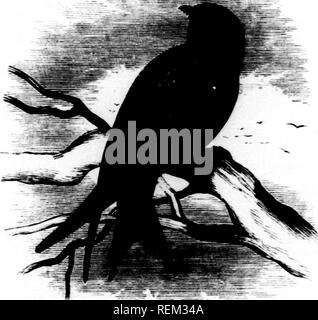 . Eine Geschichte der nordamerikanische Vögel [microform]: Land der Vögel. Vögel - Nordamerika; Ornithologie - Nordamerika; Oiseaux - In du Nord; Ornithologie - In du Nord. nw NnlJTII AMERIKANISCHEN UIUDS. Cns^ iiMi", alle tliisky ffaflicrs immer mit Wellen und Niort" oder weniger "wiih rloiidt prray (MMitrally. &Lt;V ('n thoiiLrh I'atliiiL' in weißlich bis Llu "f" ') aus Kalifornien, Itein;.' hoary^' legen, die foreheatl simdar. Die yomii,' männliche des zweiten Jahres ist ähnlich wie die weibliche, mit der Stahl-Mue apj&gt; Ohr - iiifj in Patches. Insgesamt len&lt;: th (von 1.") 1). 7. o (&gt; Stockfoto