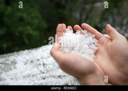 Holding einfrieren granulierten Hagel Eiskristalle, Körner in den Händen nach starker Hagelschlag im Herbst fallen. Erster Schnee im frühen Winter. Bei kaltem Wetter. Stockfoto