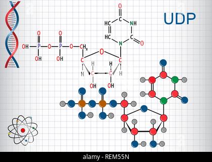 Uridin diphosphat (UDP) Nucleotide Molekül. Strukturelle chemische Formel und Molekül-Modell. Blatt Papier in einem Käfig. Vector Illustration Stock Vektor