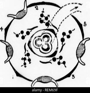 . Elementare Botanik [microform]. Botanik; Botanique. Ii 8 III DICOTYLEDONS Eizelle (o) in jeder Kammer. Es gibt drei gabelförmigen Styles'. vith Stig) - IST (. s; v) auf dem Gipfel des Eierstocks. Die iloral Formel i.s. KO (Minute) CO AO C, (3). Obst. - Die drei-lohed Fruchtknoten bildet eine drei-Ventilierten Kapsel. Samen.- Endospermic. Daher sehen wir, dass die cyathiuni (Abbn. 149, 150) ist eine cymose Blütenstand, bestehend aus einem Terminal carpellary. FiK. 149.- DiagMm von Cy. ithium von Kupliorbia. i, 2, 3, 4, 5. Der nre Br. die IKT. Bitte beachten Sie, dass diese Bilder aus gescannten Seite Bilder, die digital wurden extrahiert werden Stockfoto