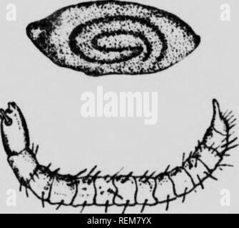 . Insectes nuisibles aux Animaux de la Ferme [microforme]: Zahn, Zerstörung, désinfection. Bétail; Schädlinge; Nutztiere; Insectes nuisibles. 22. Ich "rve de Puf" Kro^ "ie Pt inrve dans son Nid. (D'aprèo Herrick). VOLAILLES 1.-L "Poe des pouieg (Menopon pallidum). Poe broyeur blanchâtre ou jaunâtre. Fixe ses hampes aux oeufs et Barl. rs, |, s phunes. Hunnditë, salet&lt;^, favorisent ehal. ur^auf prompt Développement ('", }- • emaines). Démangeaisons d'abord Faibles, puis violentes, suivies de la rhm.des Plumes et du dcpérissement des victimes. Schutz. 2.-Traiter avec des poudres in. Stockfoto