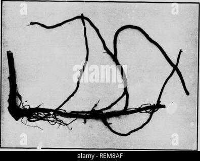 . Die immerwährende Gänsedistel und einige andere Unkraut Schädlinge von 1908 [microform]. Mauvaises herbes, Lutte contre les; Unkraut und Disteln; Chardon. Abb. ft. L* an der (a) gemeinsame jährliche; ('.) Stacheligen aufzuheben; (c) Mehrjährige Sow Thintle.. Ich rf 6. Schleichende "root" der beständigen Gänsedistel.. Bitte beachten Sie, dass diese Bilder sind von der gescannten Seite Bilder, die digital für die Lesbarkeit verbessert haben mögen - Färbung und Aussehen dieser Abbildungen können nicht perfekt dem Original ähneln. extrahiert. Howitt, J. E. (John Eaton), 1880-1966; Ontario. Abt. der Landwirtschaft. Toronto: Abt. der Z.b Stockfoto