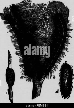 . Gemeinsame Insekten, Bäume [microform]. Schädlinge; Früchte; Insectes nuisibles; Obst. Die Lage des Web * können h-Arnt während carryinif auf der Kprnyin^ für die CiidlinK - MurmN. I) ur!n|; der wärmeren hourit I&gt;f der Tag, an dem die Raupen sind tcuttercd über die Extremität, Fütterung auf die fotintrr und thrrrforr es Ich * notwendig mit "Ttack, wenn sie Uri - alle an huitif in ihr Zelt. Wenn Sie | {row groß, ''Ley verteilen sich ovor dem Baum, und lief nur zerstört, indem ich sein. liberalen ipray von Paris ifreen oder andere Gift. Die seeimd Arten, t Zelt des Kort - caterpi Stockfoto