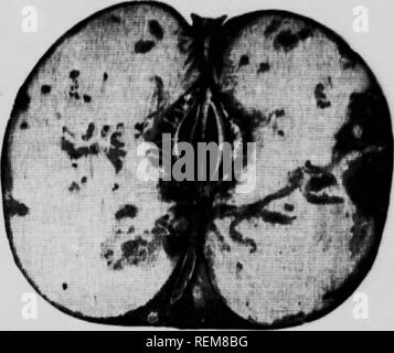 . Gemeinsame Insekten, Bäume [microform]. Schädlinge; Früchte; Insectes nuisibles; Obst. Flügel irrcffular croBwd mit vier schwarzen Streifen. Die v^K*arv im frühen Sommer unter der Haut") f das Obst und die younjf majrifot", schlüpfen aus Ihnen geworden voll - in etwa sechs Wochen gewachsen. Die Frucht fällt dann vorzeitig zu Boden, und Thf Maden bald burv thrir.." elv&lt;s in der Erde, whi-rr bilden Sie ihre puparia und bis zum nächsten Frühjahr bleiben. (Abb. - ".). Fitj. 3. Obst injiii,. U Li&gt; Th.-. Vpi. l .. . Mukk u (Tnii&gt; El, i). ! • Rom, die Gewohnheiten der Insekten Es ivident ist Stockfoto