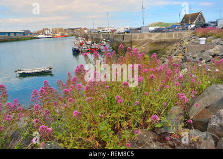 Sommer Howth Hafen in Dublin, Irland Stockfoto