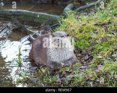 Eurasische Fischotter (Lutra Lutra) Stockfoto