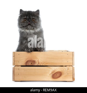 Niedlichen schwarzen Rauch Persischen Katze Kätzchen, stehend in Holzkiste, die Pfoten auf dem Rand. Direkt an der Kamera mit grossen braunen Augen und hervorstehen. Stockfoto