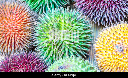 Unterschiedliche Vielzahl von Durian Frucht, die in Borneo, Indonesien.; D. conatus, durio Durio zibethinus kutejensis,, durio Durio dulc oxleyanus, gefunden werden kann. Stockfoto