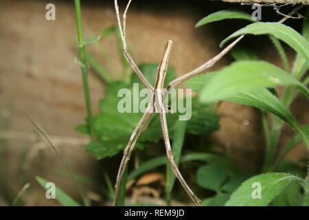 "Einopis net-casting Spinne sp. Stockfoto