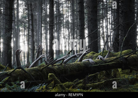 Ein horror Konzept einer gespenstischen Winter Forest mit Zombie Hände aus einem Baumstamm mit einem kalten Stummgeschaltet bearbeiten. Stockfoto