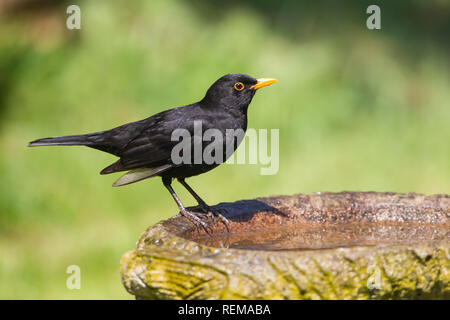 Nahaufnahme eines männlichen Amsel Turdus merula im Profil auf der Seite von einem Garten Vogelbad Stockfoto