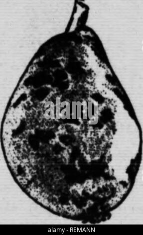 . De la protection des Plantes [microforme]. Enemis der Kulturen, Lutte contre les; Plantes; Insektizide; landwirtschaftliche Schädlinge; Insektizide; Pflanzenkrankheiten. Kcmijg coquille. Arpenteuscg. Femlles: pucerons Rose et Vert qui sucent le Dessous des feuilles; une foule de cheniUes mangÂ".-. • S: les feuilles, Principalement à chenilles Tente, À cou jaune À houppes Blanches, Bosse rouge, Ã toile d'automne; Les grosses chenilles Vertes ou Sphinx, Les arpenteuses d'automne et du Printemps, Les tordeuses et mineuses des feuilles, usw., usw. Tous ces insectes diminuent la vitalitÃ© de l'Arbre et sa p Stockfoto