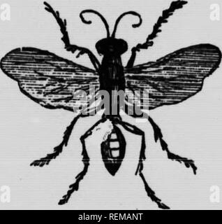 . Feinde der Landwirte und deren Behebung [microform]. Schädlinge; landwirtschaftliche Schädlinge; landwirtschaftliche Schädlinge; Animaux et Plantes nuisibles, Lutte contre les ennemis des; Kulturen; Ennemis des Kulturen, Lutte contre les. (FlO. 11.). (Pio. 12.) Lai. Bitte beachten Sie, dass diese Bilder sind von der gescannten Seite Bilder, die digital für die Lesbarkeit verbessert haben mögen - Färbung und Aussehen dieser Abbildungen können nicht perfekt dem Original ähneln. extrahiert. British Columbia. Abt. der Landwirtschaft. Victoria, B.C.: R. Wolfenden Stockfoto