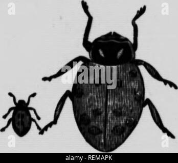 . Feinde der Landwirte und deren Behebung [microform]. Schädlinge; landwirtschaftliche Schädlinge; landwirtschaftliche Schädlinge; Animaux et Plantes nuisibles, Lutte contre les ennemis des; Kulturen; Ennemis des Kulturen, Lutte contre les. CoKVKBoEST ciffcna Ulppodamia Ladybiro (Conv).. Thl 8 Käfer arbeitet Zerstörung zu aphis und Insekten, und ist nulte Gemeinsamen. "Im". Lace-Winged Fliegen (Chrytopa oculata).. Bitte beachten Sie, dass diese Bilder sind von der gescannten Seite Bilder, die digital für die Lesbarkeit verbessert haben mögen - Färbung und Aussehen dieser Abbildungen können nicht perfekt dem Original ähneln. extrahiert. Stockfoto