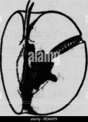 . Der Schutz der Pflanzen [microform]. Plantes; Krankheiten; Insektizide; landwirtschaftliche Schädlinge; Ennemis des Kulturen, Lutte contre les; Insektizide. . Bitte beachten Sie, dass diese Bilder sind von der gescannten Seite Bilder, die digital für die Lesbarkeit verbessert haben mögen - Färbung und Aussehen dieser Abbildungen können nicht perfekt dem Original ähneln. extrahiert. Maheux, Georges, b. 1889; Québec (Provinz). Abt. der Landwirtschaft. [Quebec]: Abt. Landwirtschaft Stockfoto