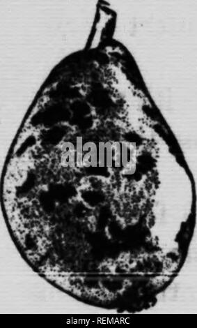 . Der Schutz der Pflanzen [microform]. Plantes; Krankheiten; Insektizide; landwirtschaftliche Schädlinge; Ennemis des Kulturen, Lutte contre les; Insektizide. Tent Caterpillar L! ."&Gt;, --u Ich^^. ™ tree Borer Hoile Canker Wonn schädigenden Blätter: Rosa und Grün aphis, saugen die Unterseite der Blätter; eine große Anzahl von Raupen ernähren sich von den Blättern, vor allem: Zelt Raupen, gelb-necked Caterpillar, tussock Motte, rot-Humped, Herbst web-Worms im Frühling und Herbst Käfer, Würmer; Sphinx oder große grüne Raupen, Blatt rollen und Bergleute, etc, etc. Sie alle tragen die Vitalität zu vermindern Stockfoto